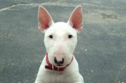 牛头梗犬,忠诚勇敢的英国中型犬种