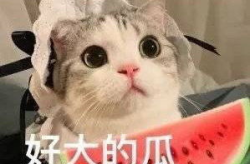 娱乐吃瓜网名女生名字,创意无限，趣味横生