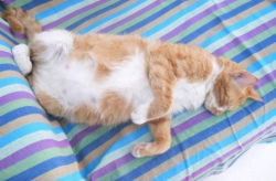 猫怀孕几个月生产,揭秘怀孕周期与分娩奥秘