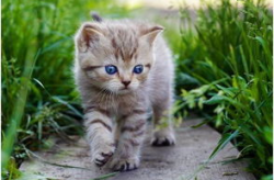 娱乐吃瓜酱猫尾巴,揭秘娱乐圈那些不为人知的幕后故事