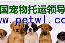 宠物托运需要多少钱,价格解析与预算规划