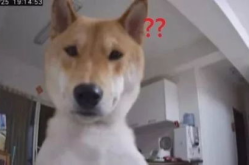 娱乐吃瓜酱监控小狗,这狗子太会玩了！